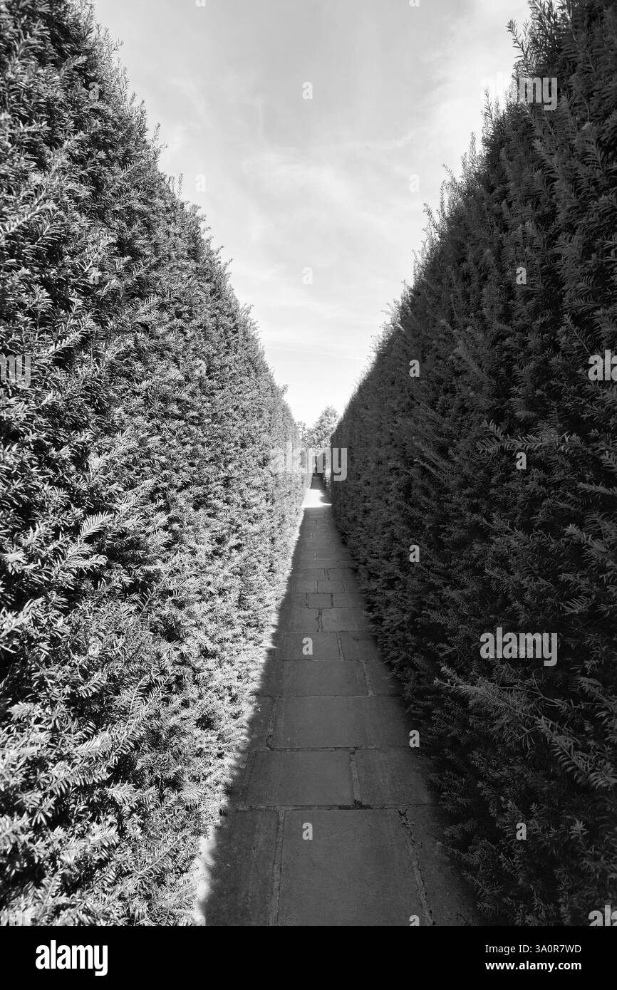 Stretto sentiero tra due siepi, tasso (Taxus baccata), topiario, monocromatico, castello e giardino di Sissinghurst, Cranbrook, Kent, Inghilterra, Gran Bretagna Foto Stock