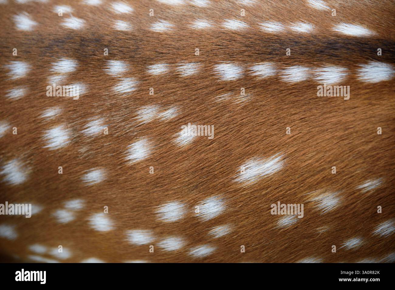 La pelliccia di cervo Foto Stock