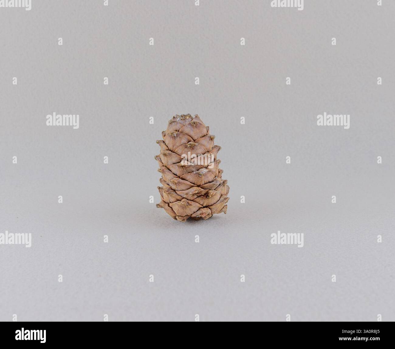 La foto mostra un cono di pino. Il cono di pino è di colore marrone ed è posizionato su uno sfondo chiaro. È in posizione verticale e ha un aspetto simmetrico. Foto Stock