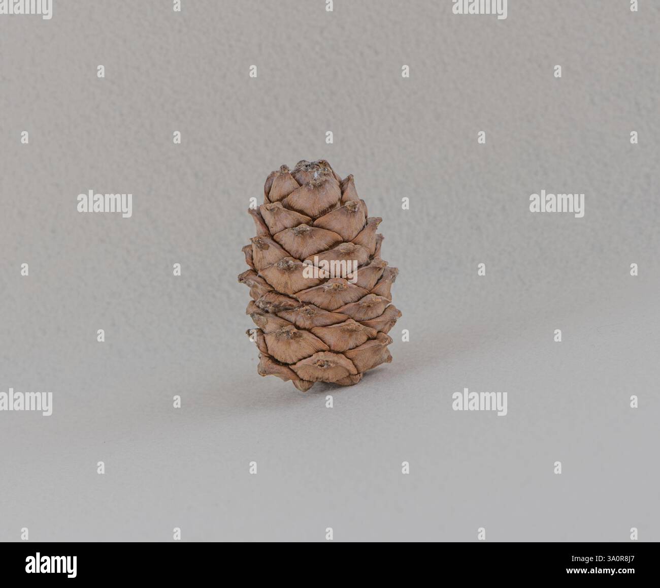 La foto mostra un cono di pino. Il cono di pino è di colore marrone ed è posizionato su uno sfondo chiaro. È in posizione verticale e ha un aspetto simmetrico. Foto Stock