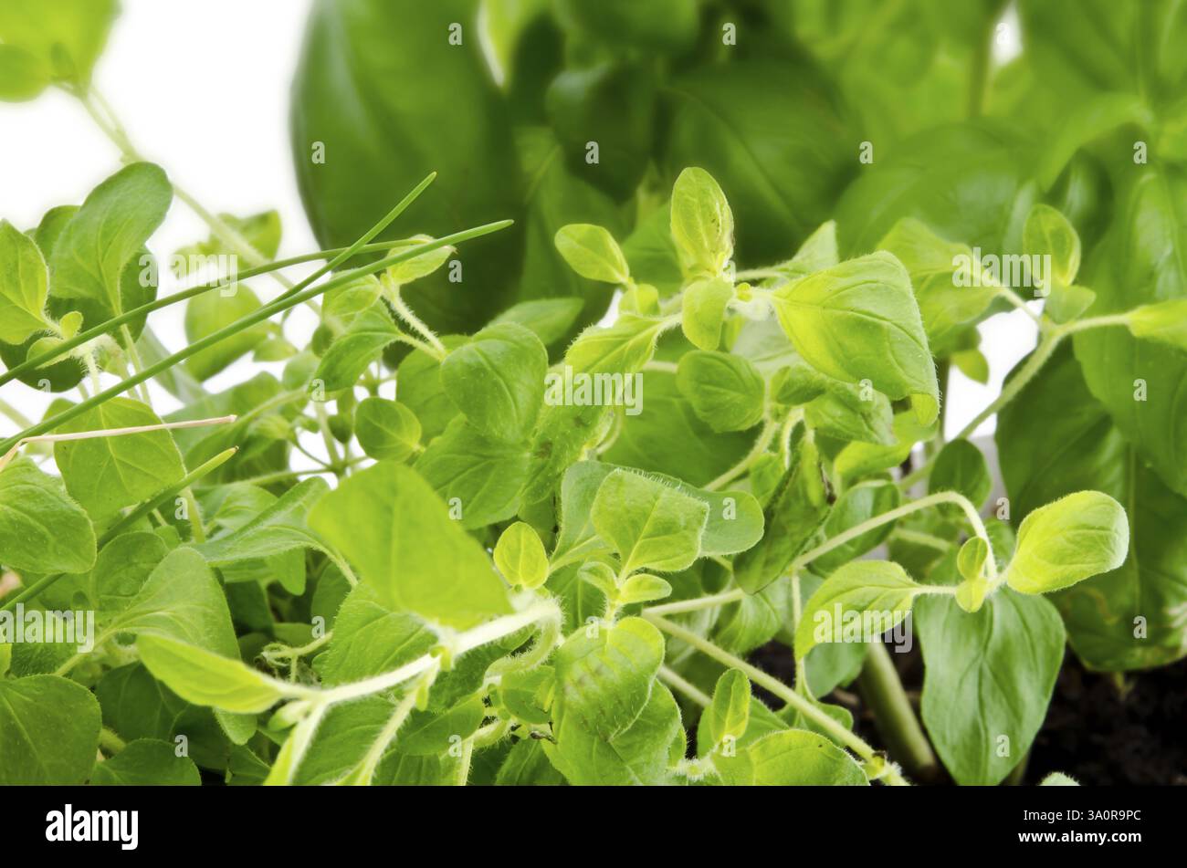 Giardino delle erbe Foto Stock