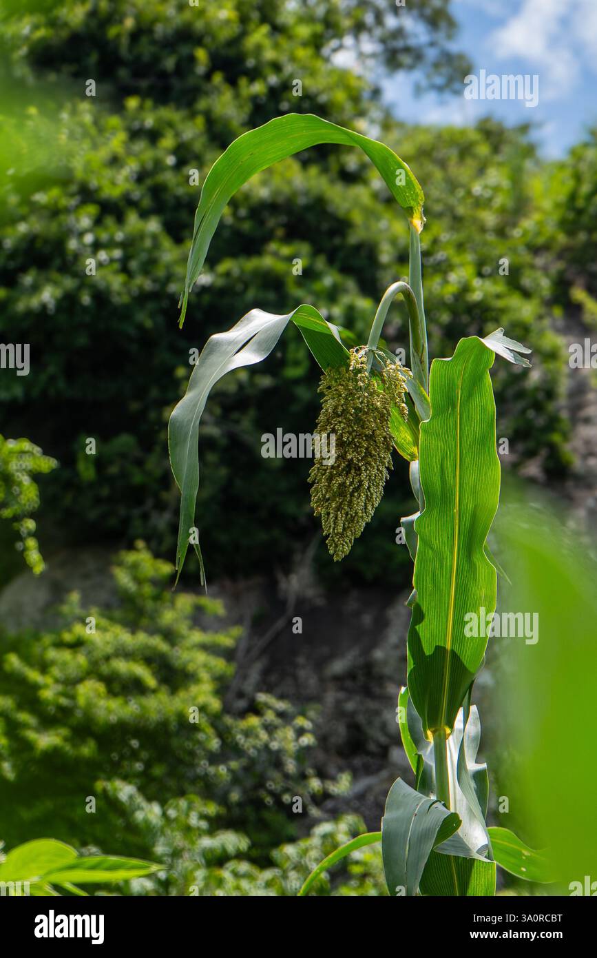 Pianta di sorgo alla luce del sole – primo piano di un fiorente raccolto di cereali Foto Stock