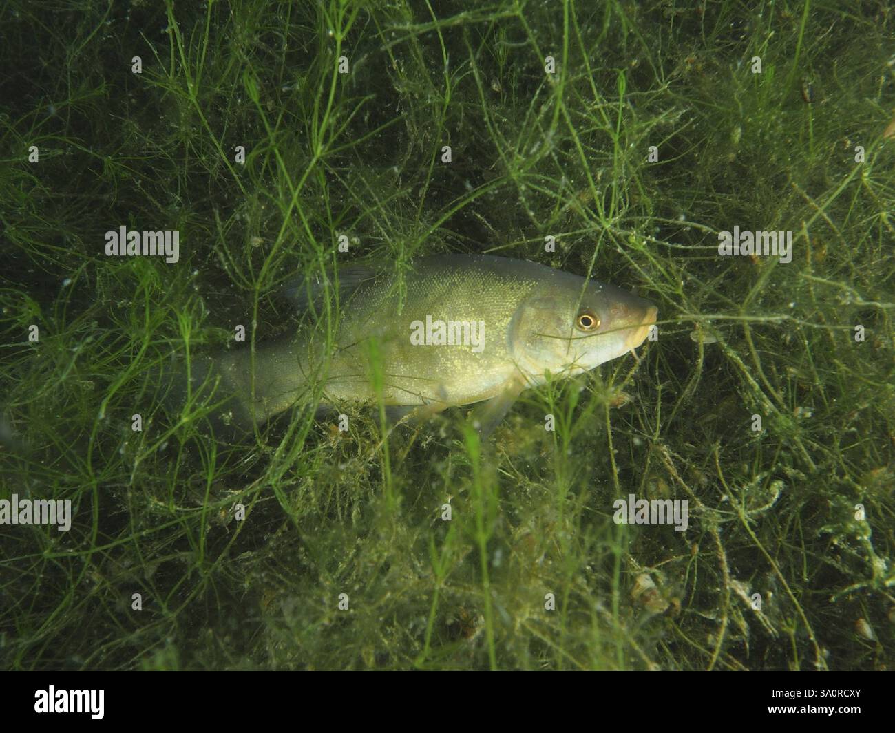 Tinca (Tinca tinca) nascosta tra piante subacquee verdi, sito di immersione Wildsau, Berlingen, lago di Costanza, Svizzera, Germania, Europa Foto Stock