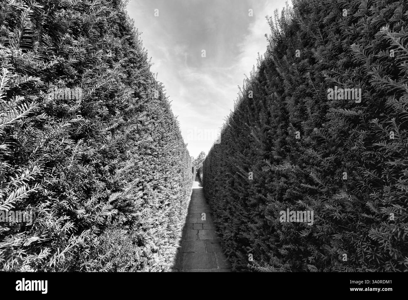 Stretto sentiero tra due siepi, tasso (Taxus baccata), topiario, monocromatico, castello e giardino di Sissinghurst, Cranbrook, Kent, Inghilterra, Gran Bretagna Foto Stock