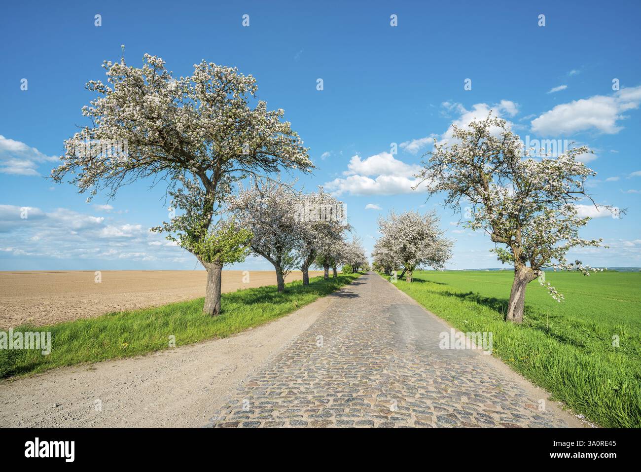 Viale con alberi da frutto in fiore in primavera sotto un cielo blu con nuvole di cumulus, stretta strada di campagna con ciottoli, Burgenlandkreis, Sassonia-Anha Foto Stock