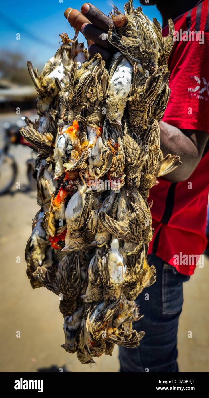Branco di uccelli morti in mano: Caccia tradizionale agli uccelli e scena del mercato Foto Stock Branco di uccelli morti in mano: Caccia tradizionale agli uccelli e scena del mercato Foto Stock