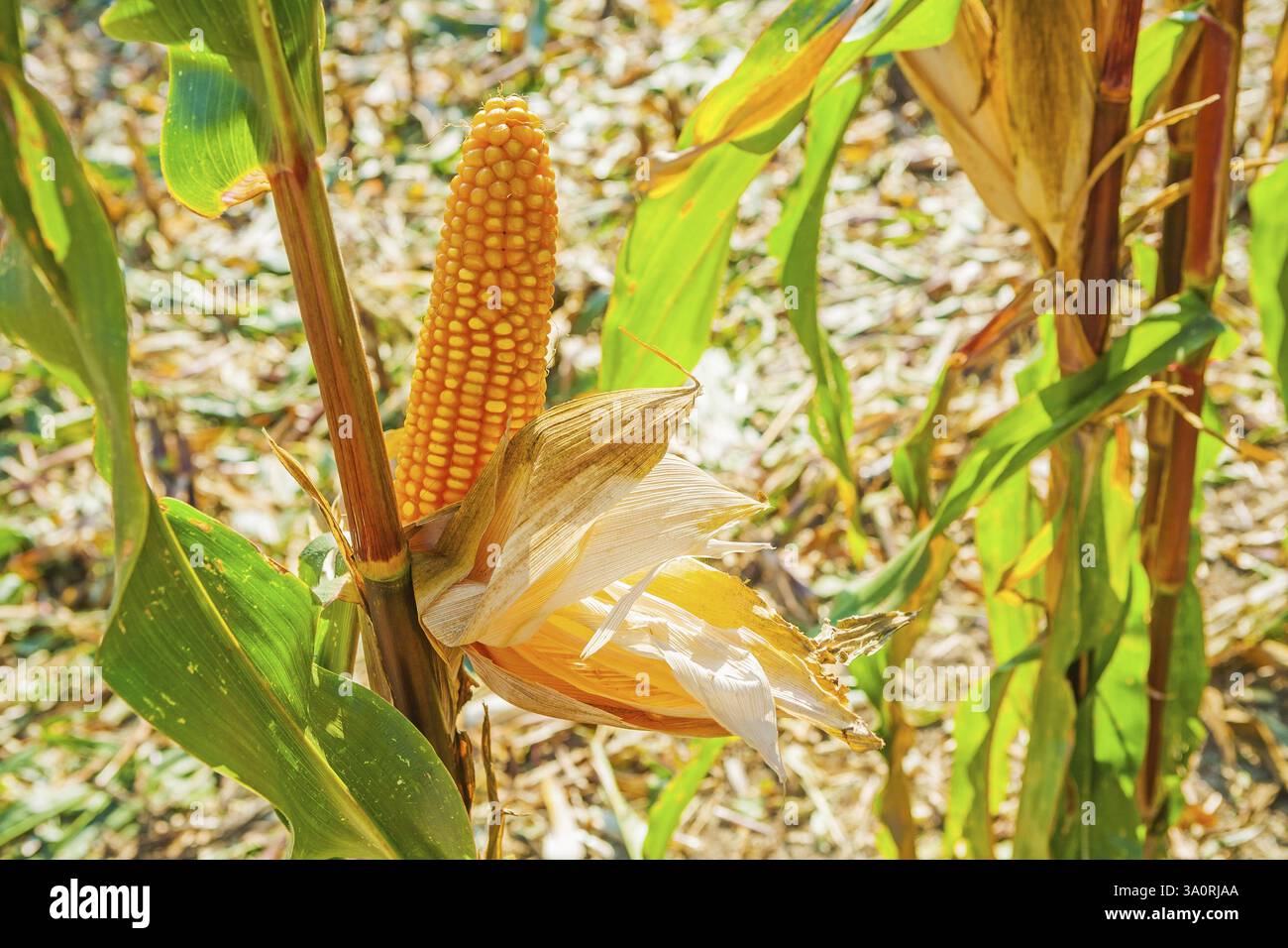 Vista ravvicinata sull'orecchio del mais sulla pannocchia Foto Stock