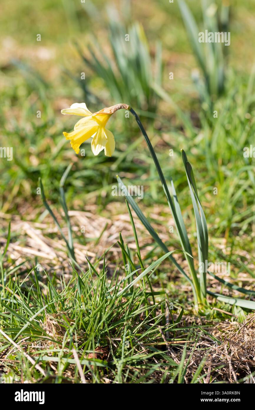 Un Daffodil primaverile che cresce selvatico tra l'erba nell'Hampshire, Inghilterra, Regno Unito Foto Stock