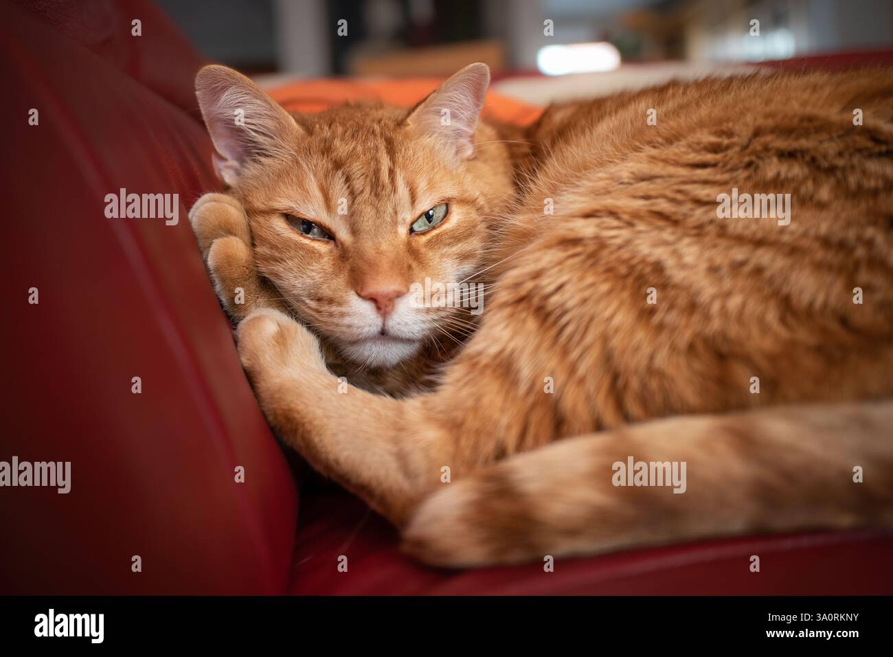 Ginger Tabby Cat giace sul divano rosso al chiuso. L'adorabile Furry Cat poggia sul divano. Carino Lazy Domestic Animal con occhi verdi all'interno. Foto Stock