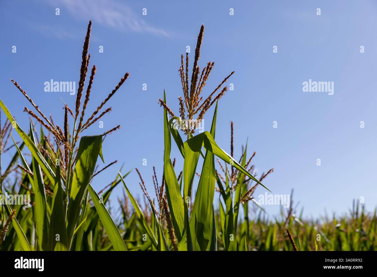 mais nel campo durante la fioritura e il primo piano dell'impollinazione, fiori di mais durante il processo di impollinazione per la produzione di alimenti Foto Stock