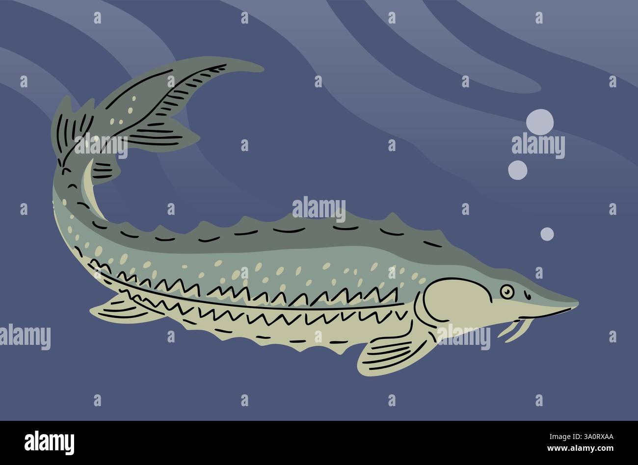 Pesce storione sott'acqua Illustrazione Vettoriale