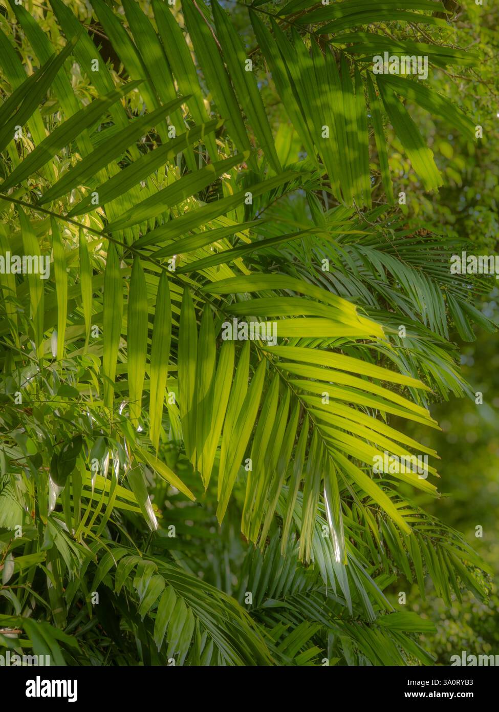 Uno sfondo di lussureggiante vegetazione tropicale - foglie di palma ecc. - con il sole che crea aree di luce e ombra in rilassanti sfumature botaniche di verde Foto Stock