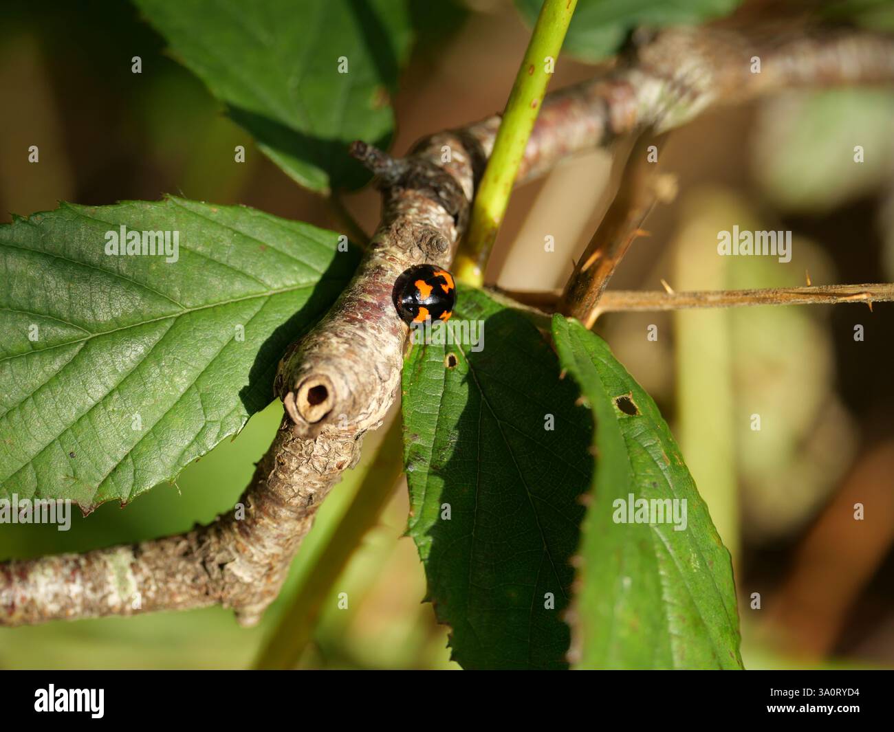 Uccellino asiatico, qui nero con macchie arancioni, un esempio della globalizzazione di specie con un impatto significativo sugli ecosistemi autoctoni. Foto Stock