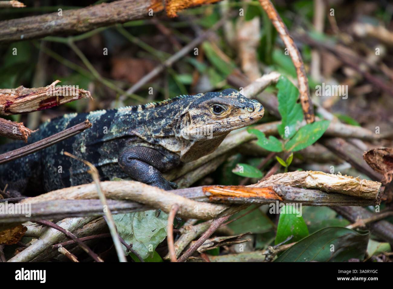 Animali della Costa Rica Foto Stock