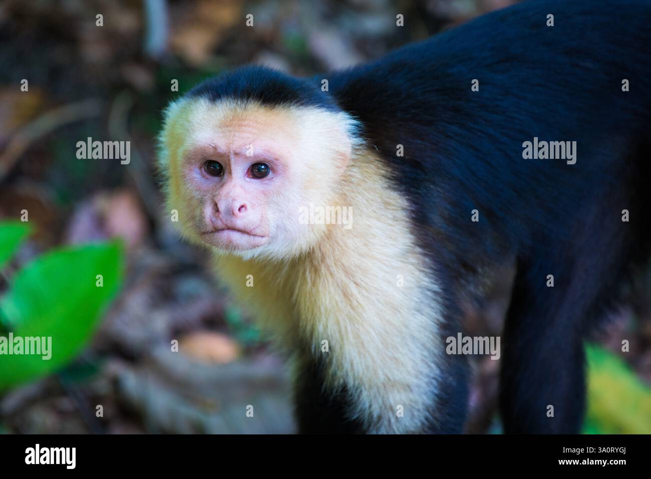 Animali della Costa Rica Foto Stock
