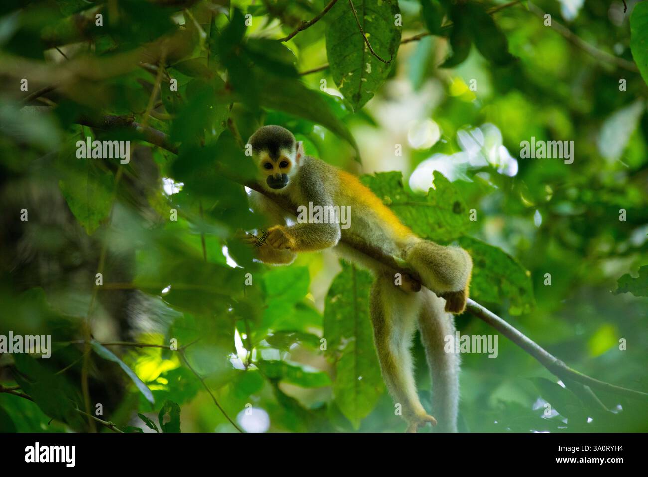 Animali della Costa Rica Foto Stock