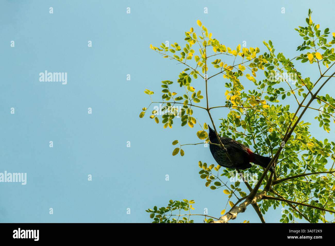 Bulbul uccelli di medie dimensioni, gregari e per lo più noiosi. Queste 12 tecniche aiuteranno il fegato dalla malattia del fegato grasso Foto Stock