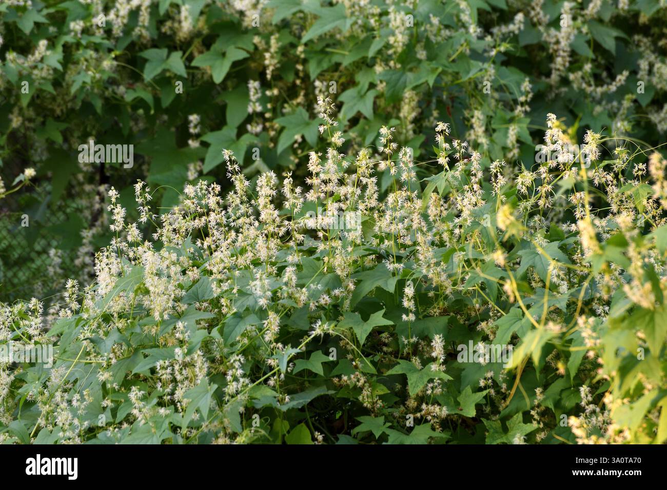 Echinocystis è un genere monotipico di piante erbacee annuali della famiglia delle Cucurbitaceae. Foto Stock