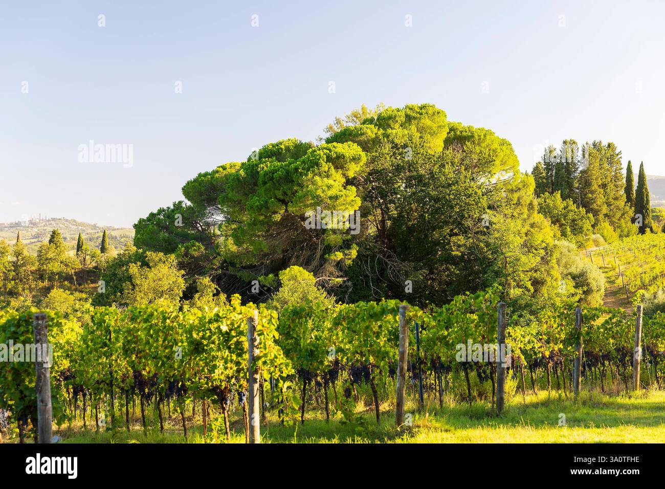 Pinien Pinus pinea umgeben von Rebflächen, San Gimignano, Toskana, Provinciale Siena, Italien *** Pinus pinea circondato da vigneti, San Gimi Foto Stock