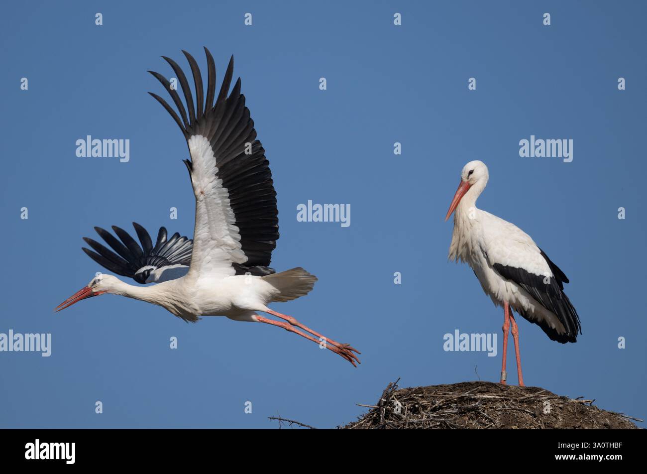 Biebesheim, Germania. 5 marzo 2025. Una cicogna vola dal suo nido mentre il suo partner rimane arroccato. Biebesheim ospita una delle più grandi colonie di riproduzione di questi impressionanti uccelli migratori. Credito: Boris Roessler/dpa/Alamy Live News Foto Stock