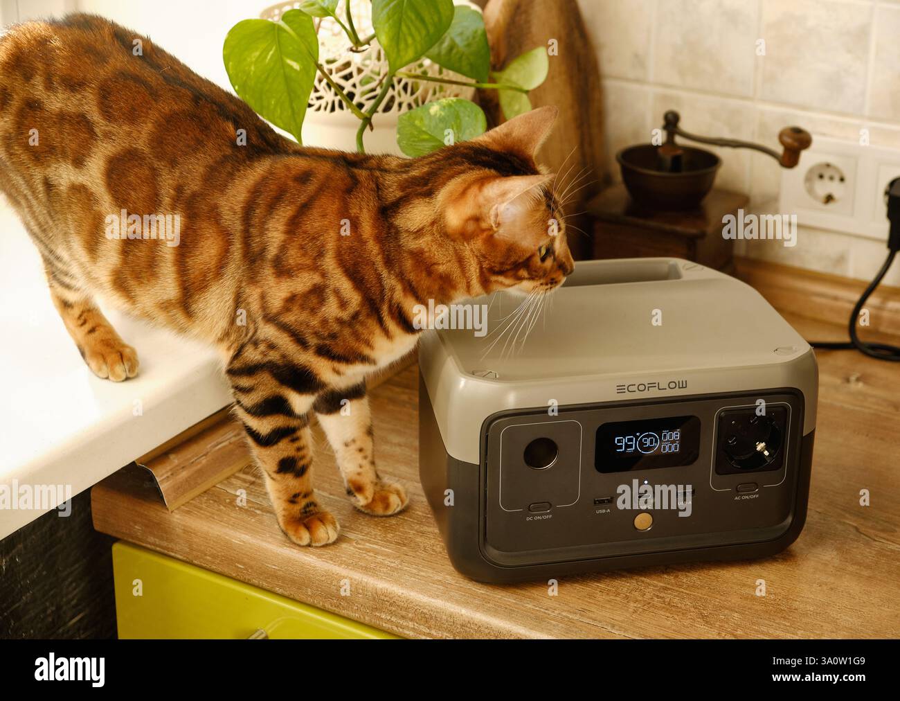 Leopoli, Ucraina, marzo 2024, la centrale elettrica portatile EcoFlow con display digitale e cavo collegato si trova sul davanzale accanto a un gatto del Bengala e. Foto Stock