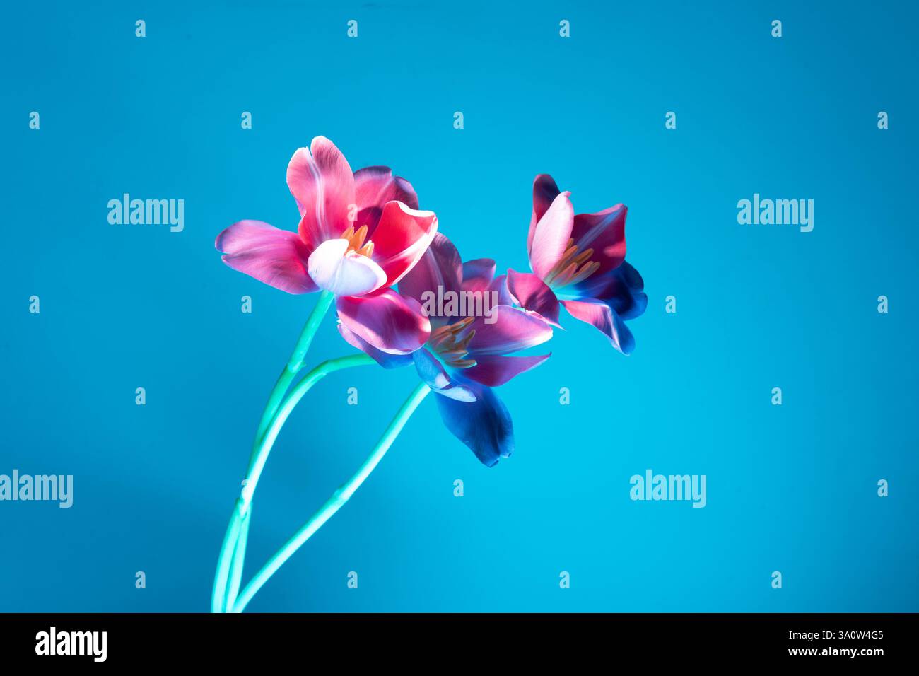 Audaci tulipani rosa illuminati sotto un'impressionante luce ciano, perfetti per campagne di bellezza, cura della pelle o benessere. Moderno e rinfrescante contrasto tra natur Foto Stock