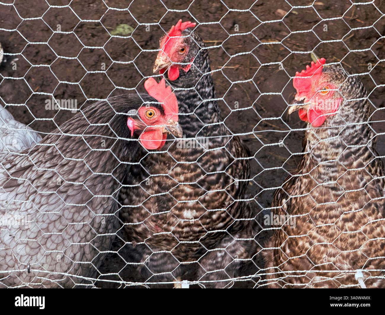 Testa di un pollo domestico tenuto in un giardino per deporre le uova Foto Stock