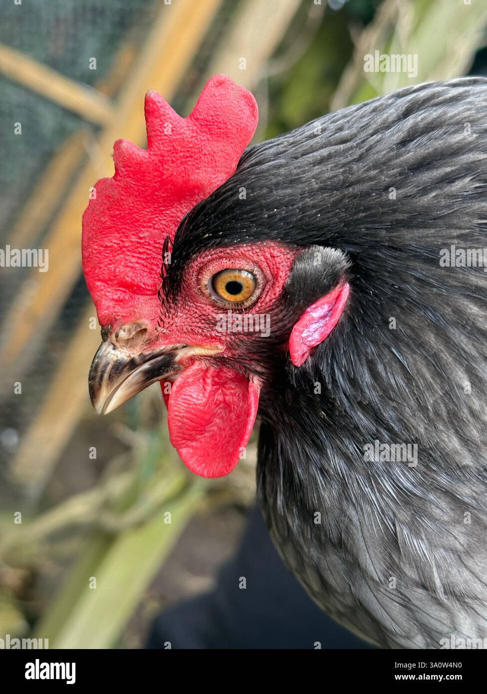 Testa di un pollo domestico tenuto in un giardino per deporre le uova Foto Stock