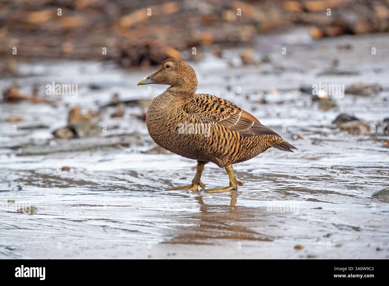 Anatra Eider femmina (Somateria mollissima) Foto Stock