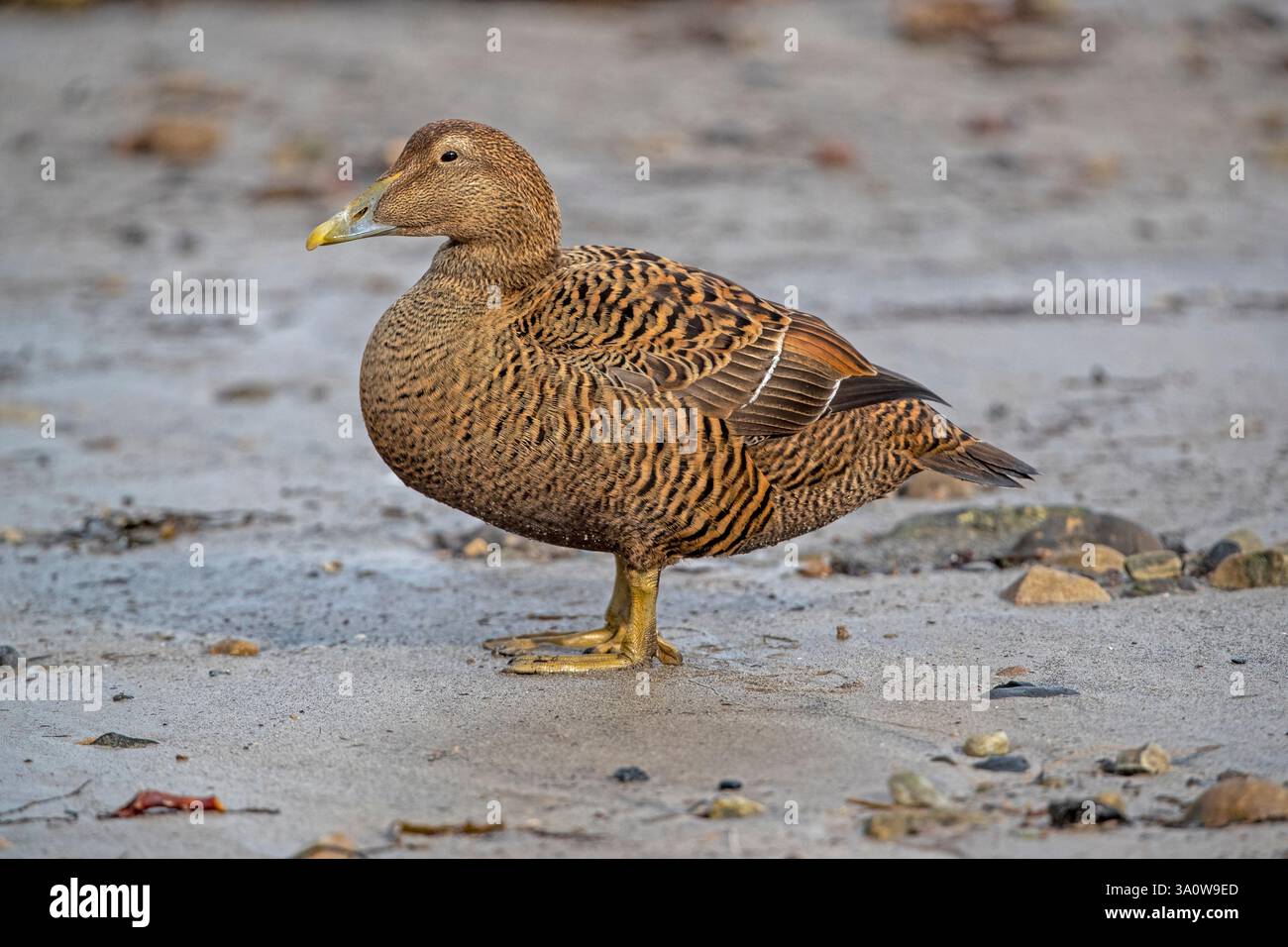 Anatra Eider femmina (Somateria mollissima) Foto Stock