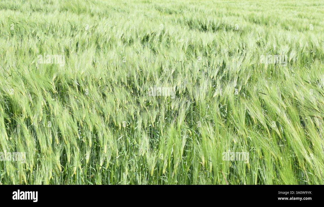 Grande campo di segale verde Secale cereale che oscilla nel vento Foto Stock