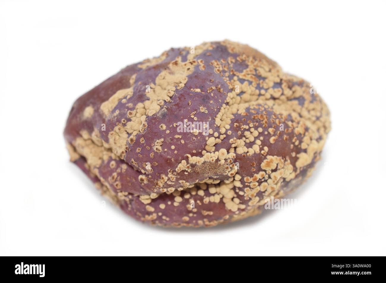 La malattia fungina patogena della pianta monilia fructigena fungo su una prugna rossa Foto Stock