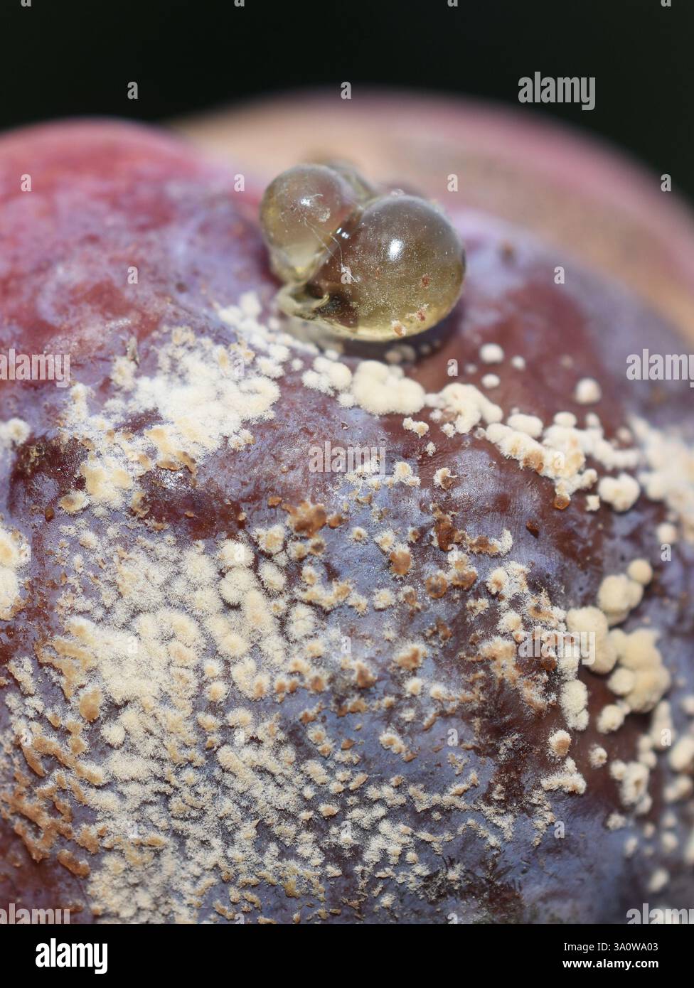 La malattia fungina patogena della pianta monilia fructigena fungo su una prugna rossa Foto Stock