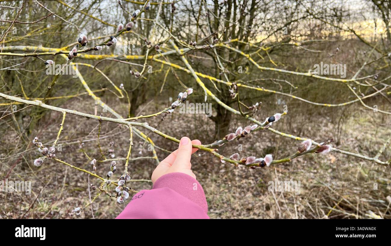 Una persona con una manica rosa tocca delicatamente un ramo di salice in erba, celebrando i primi segni della primavera e del rinnovamento. Foto Stock