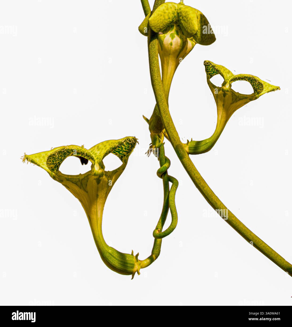 Paracadute (Ceropegia sandersonii) fiori di ombrello, Asclepiadaceae. Dettagli. Die Leuchterblume lockt ahnungslose Fliegenweibchen AN – mit dem Parf Foto Stock