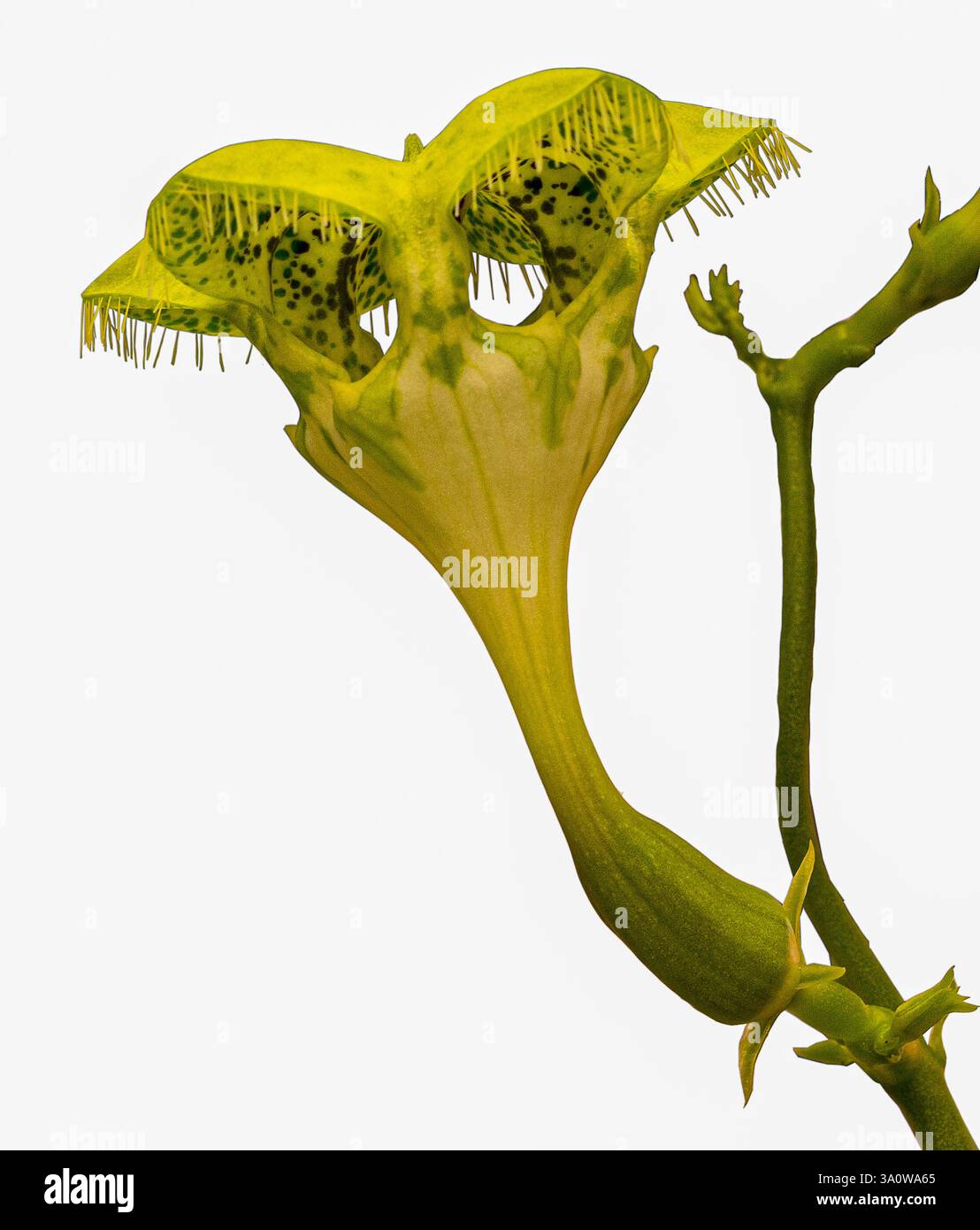 Pianta di paracadute (Ceropegia sandersonii). KIT, Karlsruhe, Germania, Europa Foto Stock