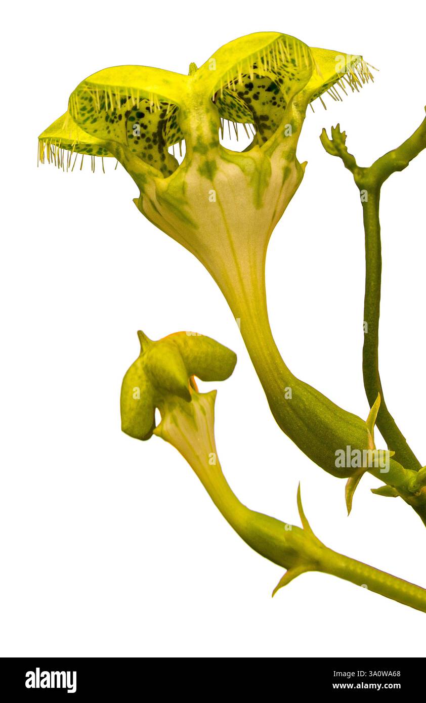 Pianta di paracadute (Ceropegia sandersonii). KIT, Karlsruhe, Germania, Europa Foto Stock