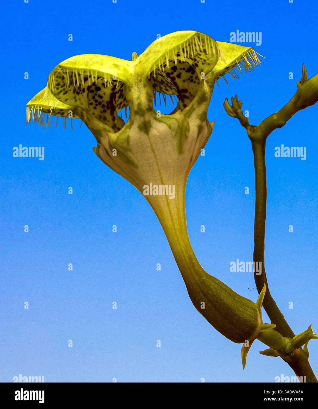 Pianta di paracadute (Ceropegia sandersonii). KIT, Karlsruhe, Germania, Europa Foto Stock