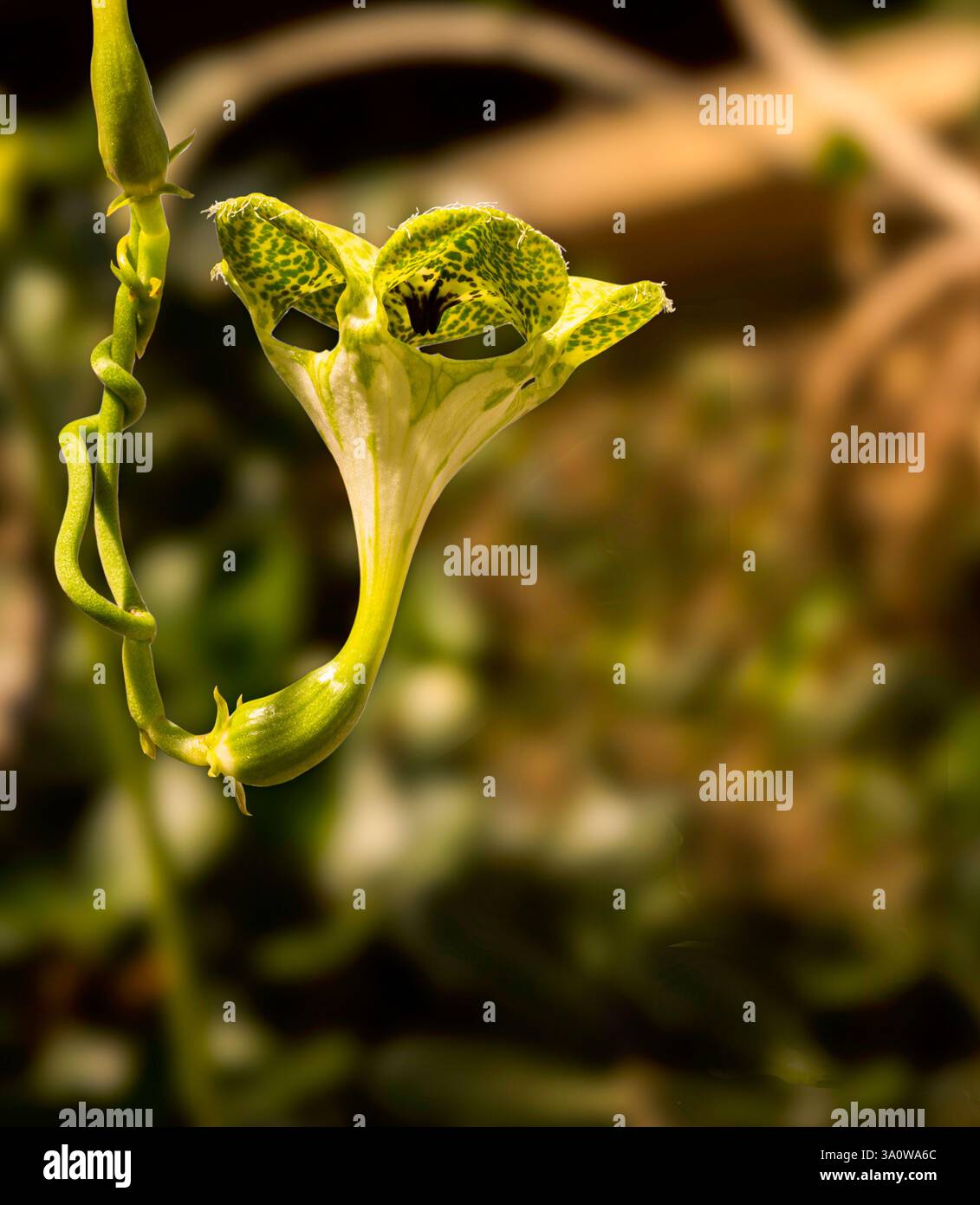 Impianto di paracadute (Ceropegia sandersonii) Foto Stock