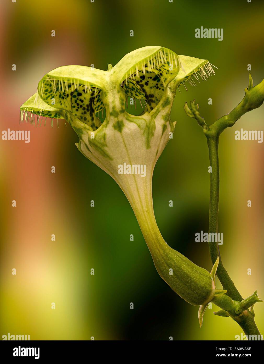 Pianta di paracadute (Ceropegia sandersonii). KIT, Karlsruhe, Germania, Europa Foto Stock