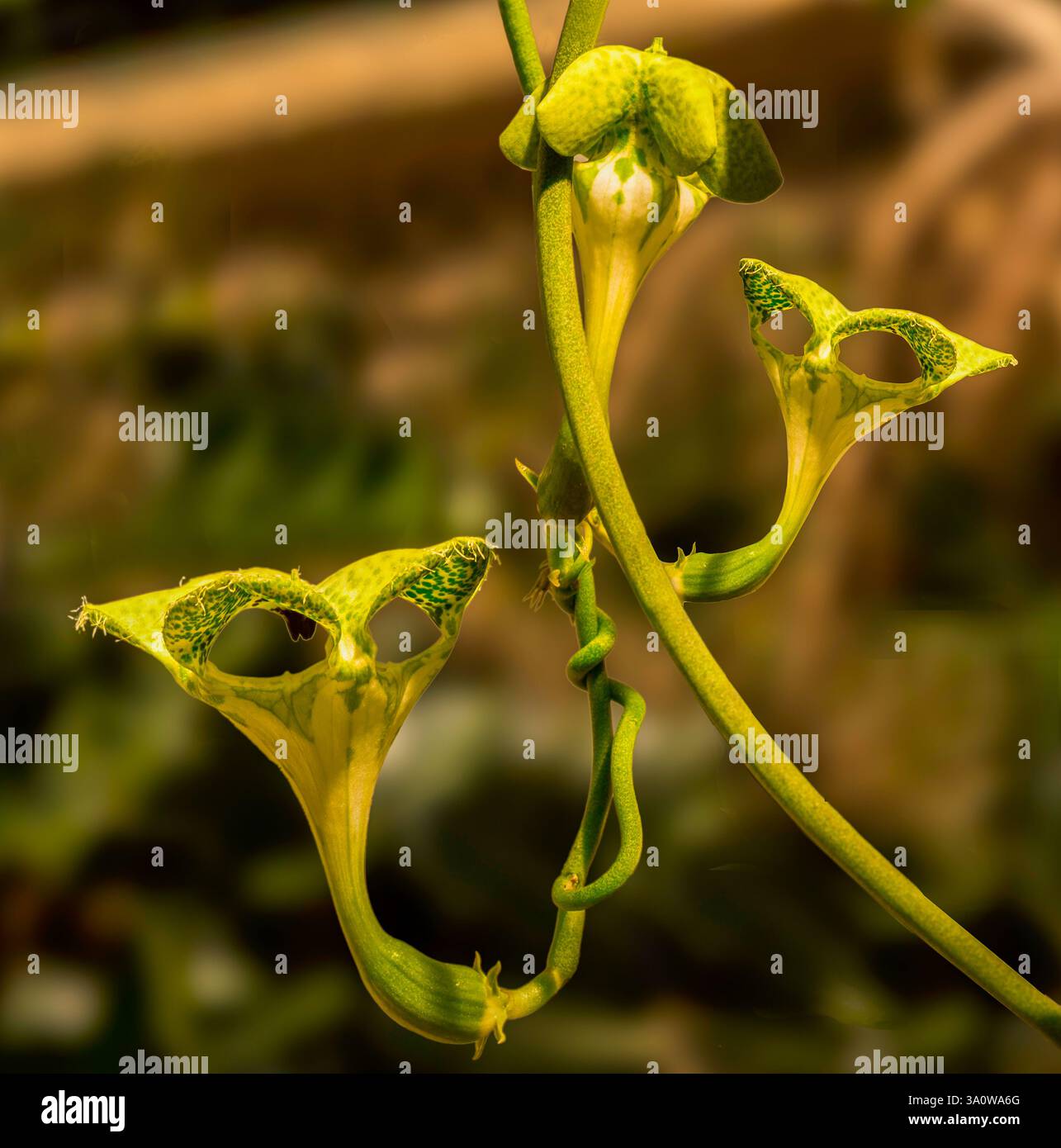 Arrampicata Paracadute (Ceropegia sandersonii) Foto Stock