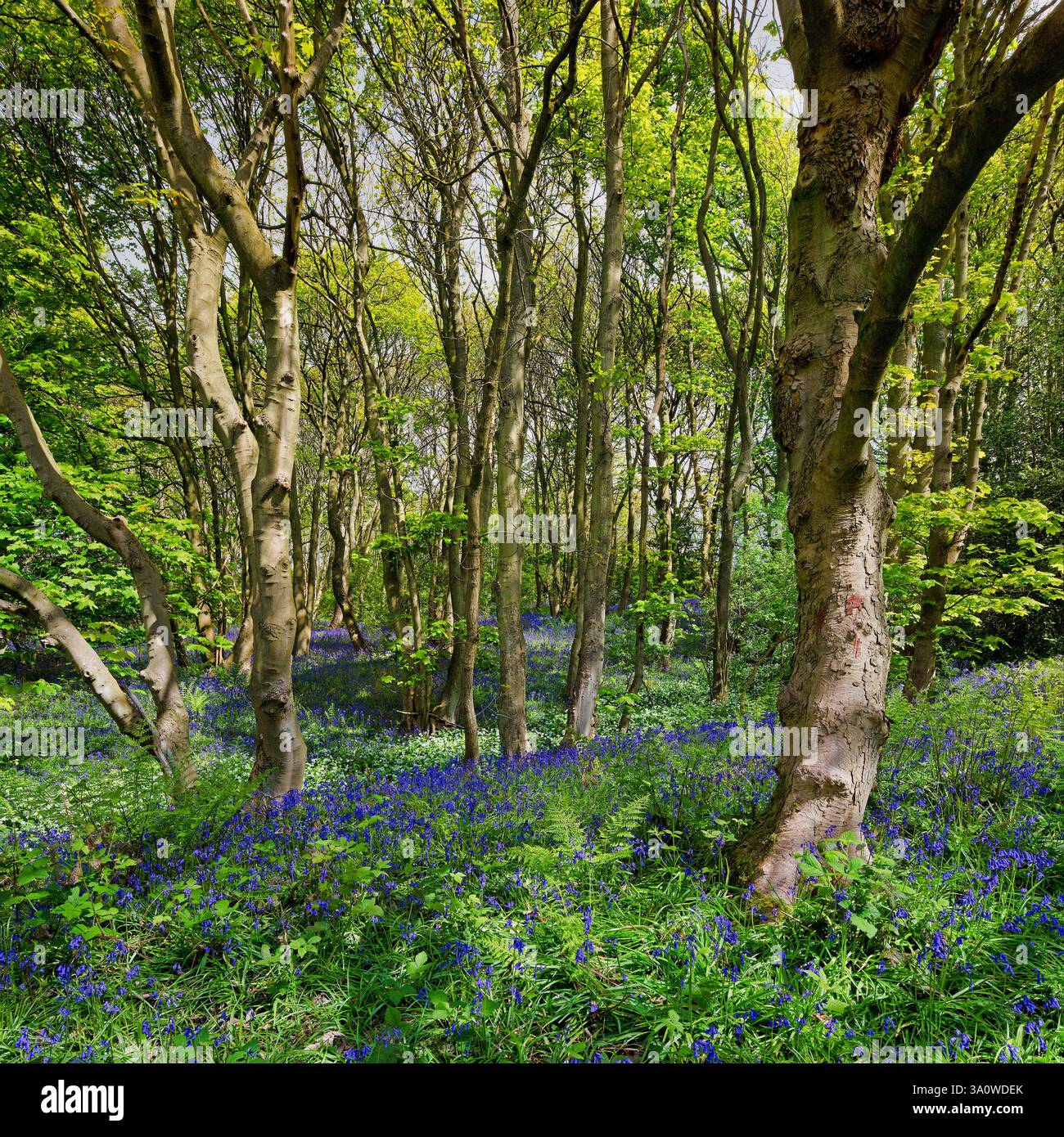 Una veduta del sole primaverile nel bosco di Longacre a Gateshead di boschi maturi, campane blu e aglio selvatico (Ramson) con alberi e paesaggi boschivi Foto Stock