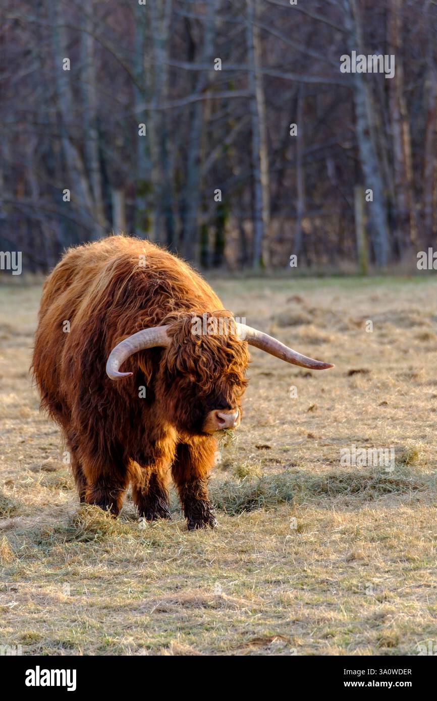 Mentre la luce soffusa della sera bagna le Highlands scozzesi, il bestiame iconico delle Highlands pascolano pacificamente, incarnando la vita rurale della Scozia. Le immagini Foto Stock