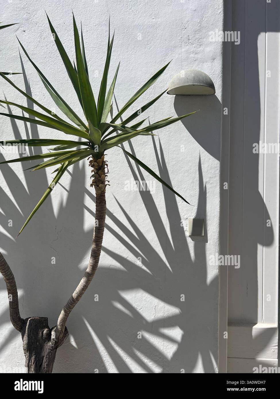 Un albero di yucca con ombre spettacolari contro una parete bianca illuminata dal sole. - Immagine stock catturata con smartphone