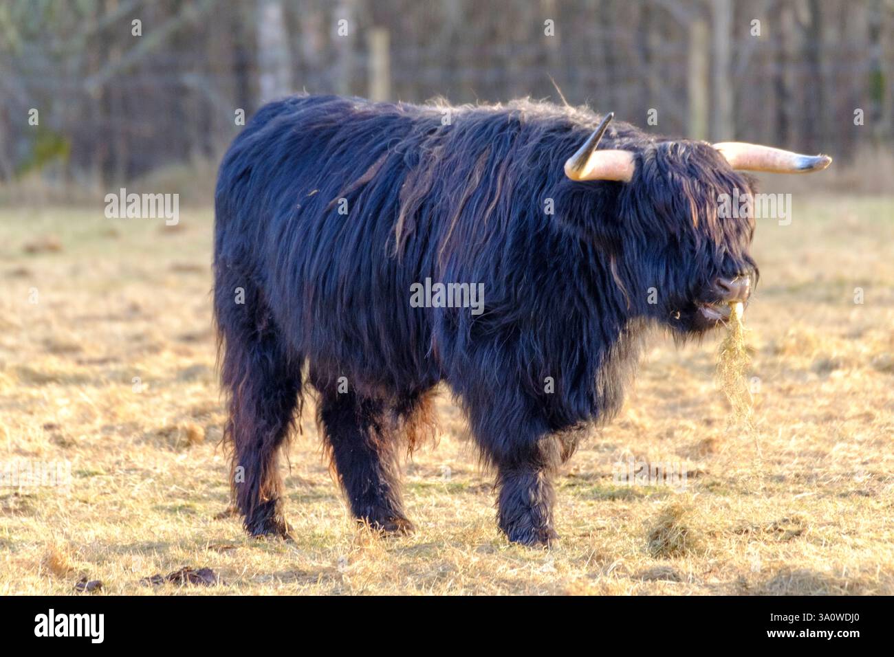 Mentre la luce soffusa della sera bagna le Highlands scozzesi, il bestiame iconico delle Highlands pascolano pacificamente, incarnando la vita rurale della Scozia. Le immagini Foto Stock