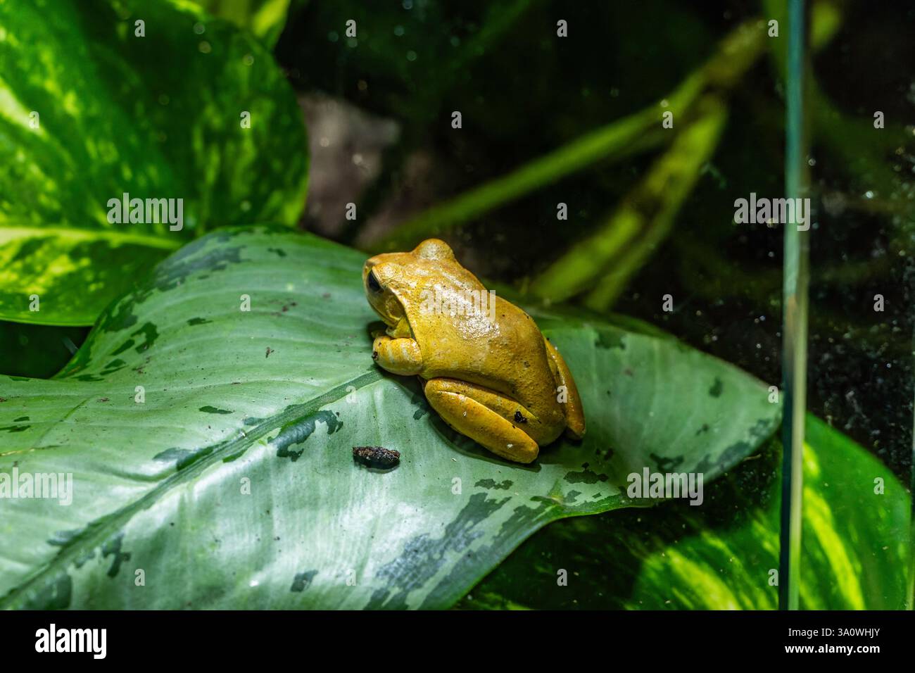 La rana dell'albero giallo ispaniolano (Osteopilus pulchrilineatus), o treefrog comune, è una specie di rana della famiglia Hylidae endemica di Hispaniola, W Foto Stock