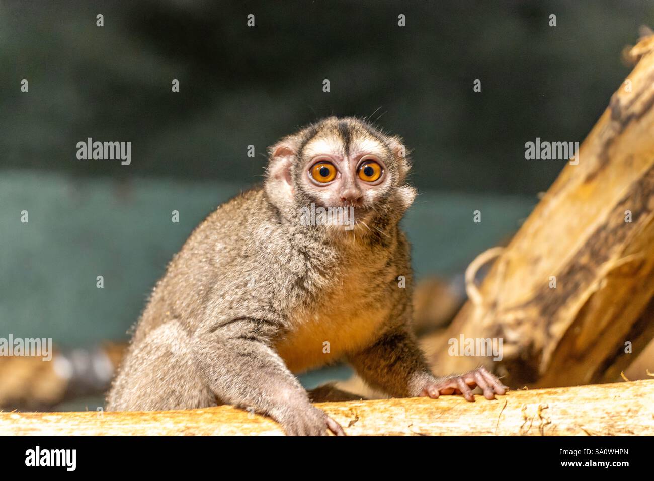 Scimmia notturna a tre strisce (Aotus trivirgatus), nota anche come scimmia notturna settentrionale o scimmia civetta settentrionale Foto Stock