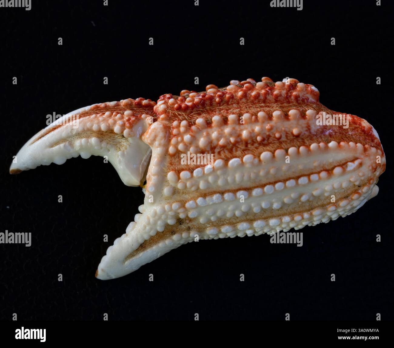 Primo piano di uno studio ecologico di Crab Claw Foto Stock