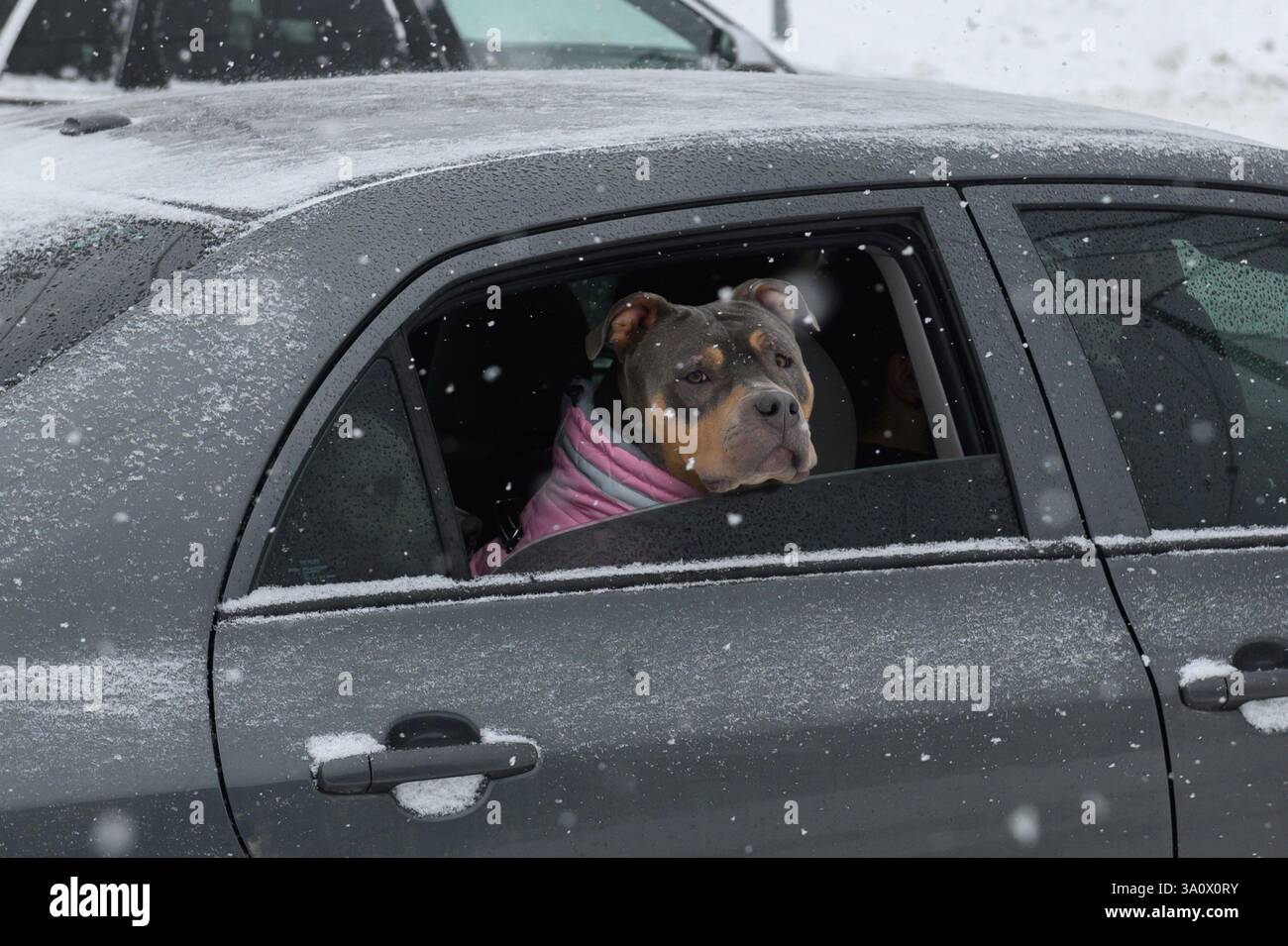 Toronto, ON, Canada - 27 febbraio 2025: Un cane con colletto rosa guarda fuori dal finestrino di un'auto innevata. Foto Stock