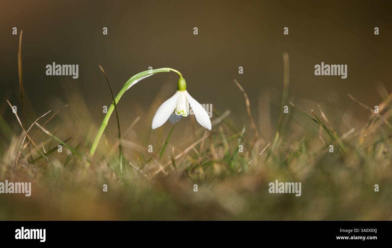 Galanthus nivalis, noto anche come The snowdrop o Common snowdrop. Fiore bianco. Primo fiore di primavera. Natura della repubblica ceca. Foto Stock